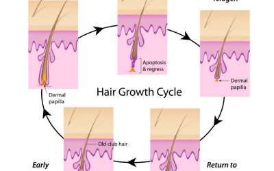 IPL & the importance of the hair growth cycle