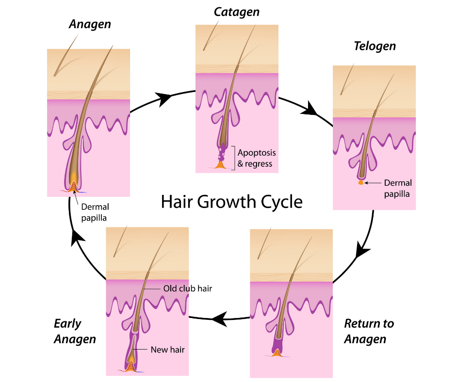 IPL & the importance of the hair growth cycle - The Beresford Clinic
